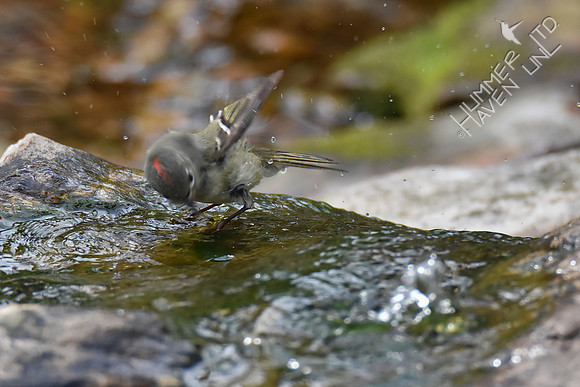 Ruby-crowned Kinglet 4-25-18