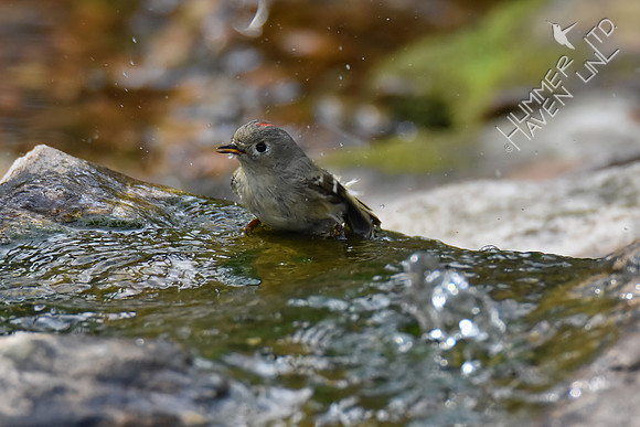 Ruby-crowned Kinglet 4-25-18