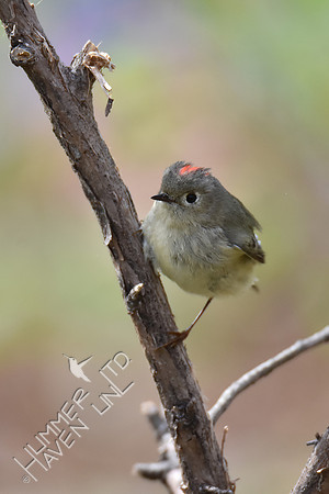 Ruby-crowned Kinglet 4-25-18