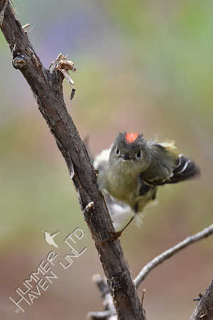 Ruby-crowned Kinglet 4-25-18