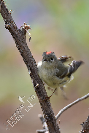 Ruby-crowned Kinglet 4-25-18