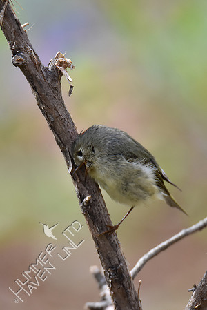 Ruby-crowned Kinglet 4-25-18