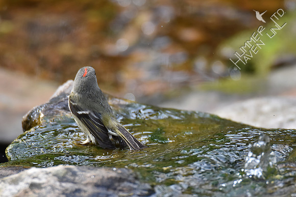 Ruby-crowned Kinglet 4-25-18