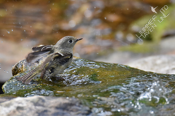 Ruby-crowned Kinglet 4-25-18