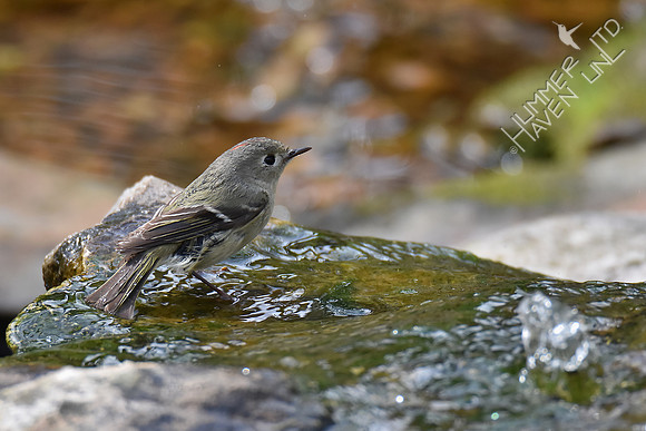 Ruby-crowned Kinglet 4-25-18