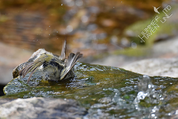 Ruby-crowned Kinglet 4-25-18