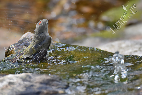 Ruby-crowned Kinglet 4-25-18