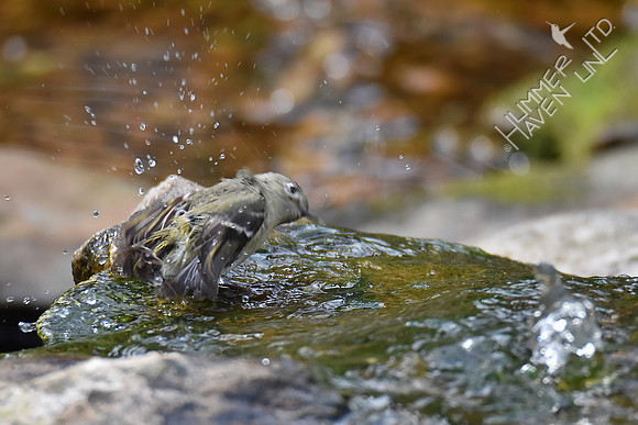 Ruby-crowned Kinglet 4-25-18