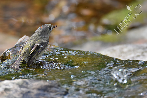 Ruby-crowned Kinglet 4-25-18
