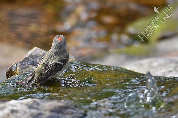 Ruby-crowned Kinglet 4-25-18