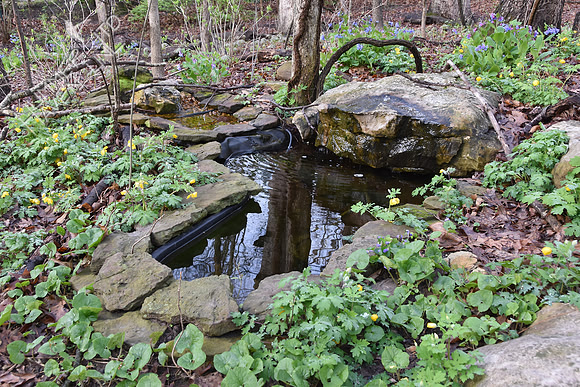 Bubbler Pond area 4-4-17