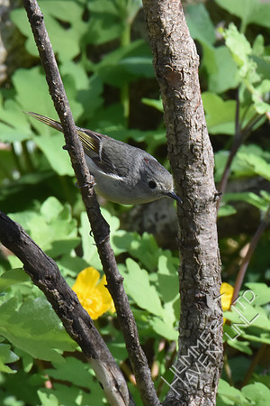 Ruby-crowned Kinglet 4-27-18
