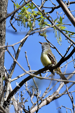 FOY Great-crested Flycatcher 4-27-18