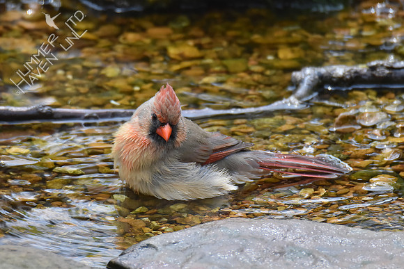 Northern Cardinal female 4-27-18