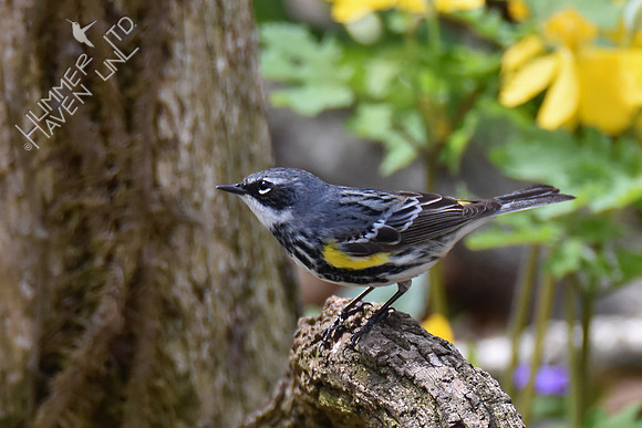 Yellow-rumped Warbler 4-25-18