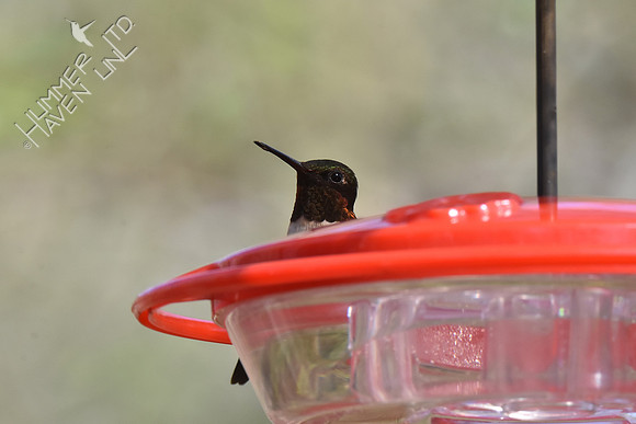 Ruby-throated Hummingbird 4-27-18