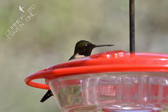 Ruby-throated Hummingbird 4-27-18