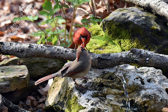 Northern Cardinals pair-bonding by feeding an insect 4-26-18