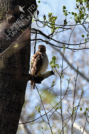 Red-shouldered Hawk female 4-27-18