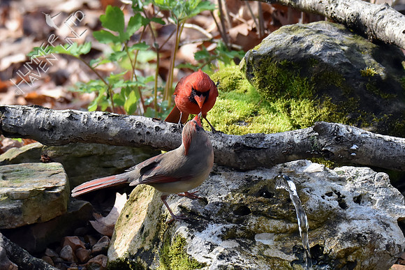 Northern Cardinals pair-bonding by feeding an insect 4-26-18