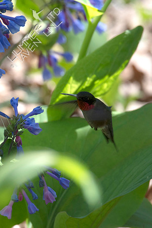 Ruby-throated Hummingbird at Virginia Bluebells (Mertensia virginica) 4-28-18