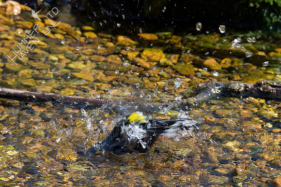Yellow-rumped Warbler 4-28-18