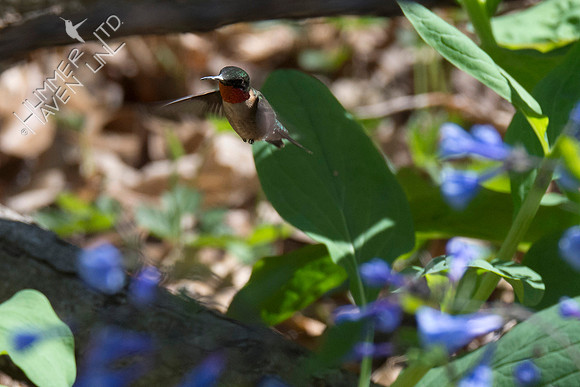 Ruby-throated Hummingbird at Virginia Bluebells (Mertensia virginica) 4-28-18