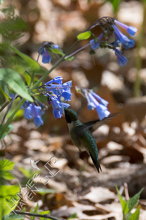 Ruby-throated Hummingbird at Virginia Bluebells (Mertensia virginica) 4-28-18