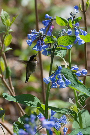 Ruby-throated Hummingbird at Virginia Bluebells (Mertensia virginica) 4-28-18