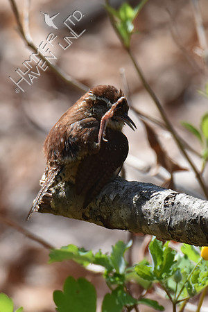 Carolina Wren 4-26-18