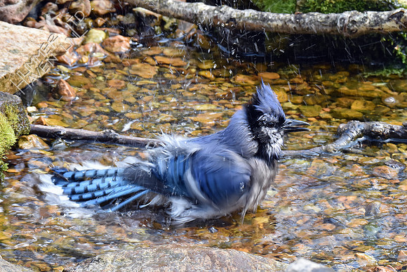 Blue Jay 4-26-18
