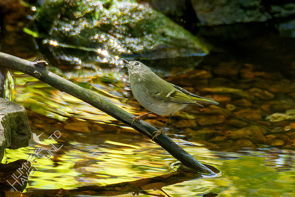 10-7-24 Ruby-crowned Kinglet
