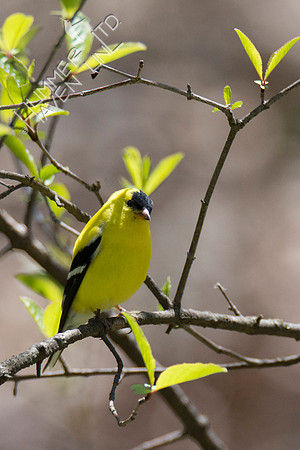 American Goldfinch 4-29-18