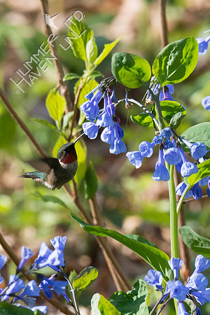Ruby-throated Hummingbird at Virginia Bluebells (Mertensia virginica) 4-29-18
