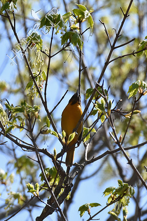 Baltimore Oriole in Sugar Maple (Acer saccharum) 4-30-18