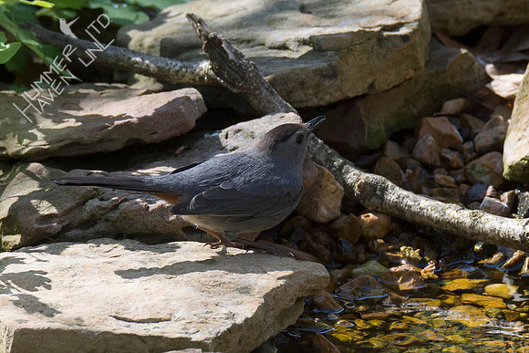 Gray Catbird 4-30-18