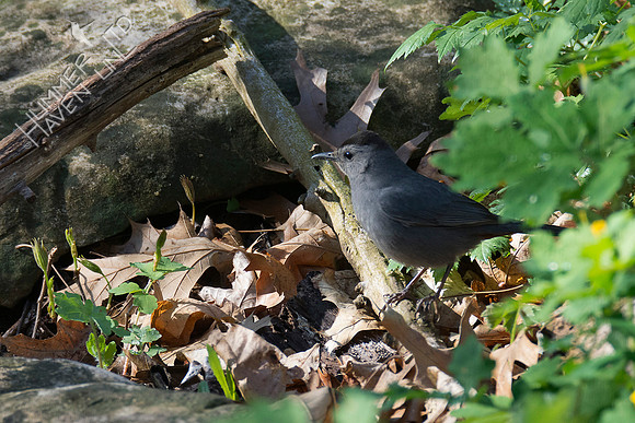 Gray Catbird 4-30-18