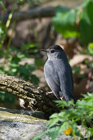 Gray Catbird 4-30-18