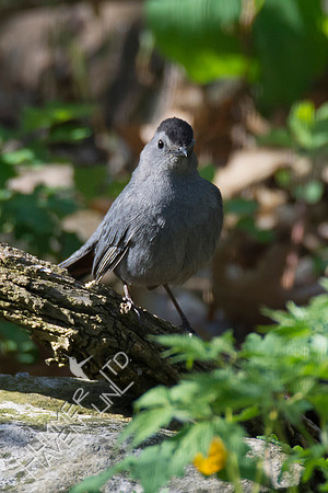 Gray Catbird 4-30-18
