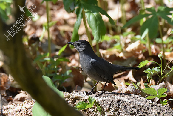 Gray Catbird 4-30-18