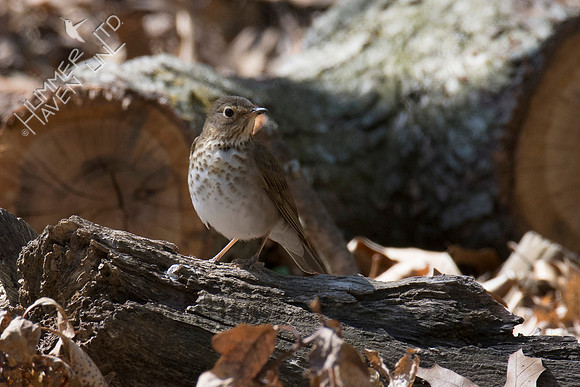 Swainson's Thrush 4-30-18