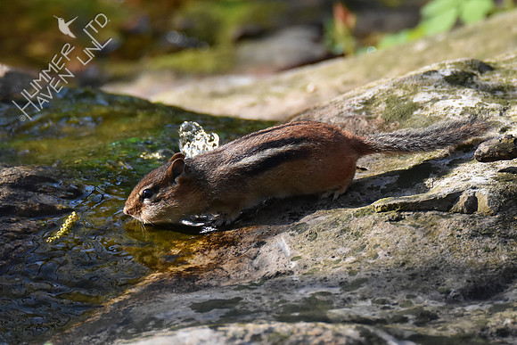 Chipmunk 5-1-18