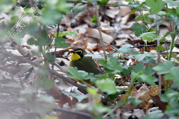 Kentucky Warbler 5-1-18