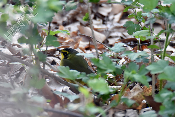 Kentucky Warbler 5-1-18