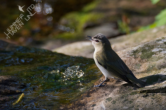 Red-eyed Vireo 5-1-18