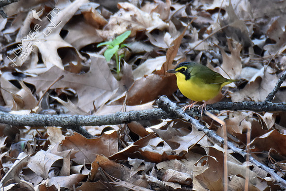 Kentucky Warbler 5-1-18