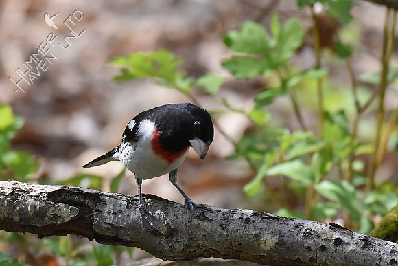 Rose-breasted Grosbeak 5-1-18