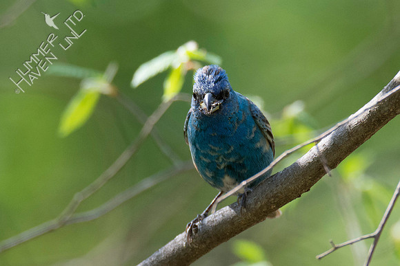 Indigo Bunting with insect 5-1-18