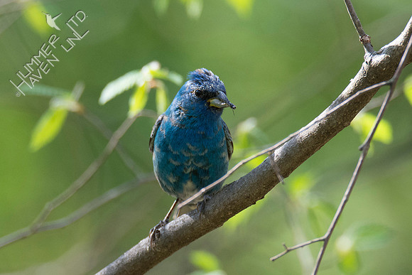 Indigo Bunting with insect 5-1-18