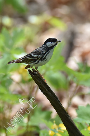 Blackpoll Warbler 5-1-18